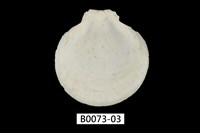 藏品(日月蛤)的圖片